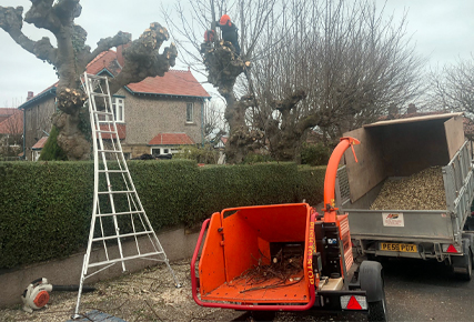 tree surgery